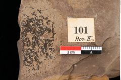 Foto (Detailansicht) von Cystoseira communis Unger (NHMW-GEO-2024-0188-0101)